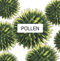 Pollen that can be stopped by an air filter from Advanced Air Systems
